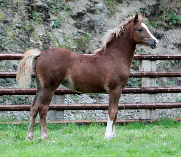 foal2015-1