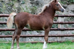 foal2015-1