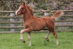 abergavenny_welsh_dancer_filly01