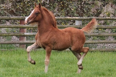 abergavenny_welsh_dancer_filly02