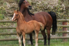 abergavenny_welsh_dancer_filly03