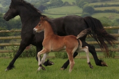 gwenllan_betsan_mair_filly01