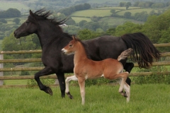 gwenllan_betsan_mair_filly03