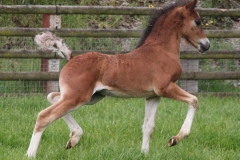 leyeswick_febie_colt01