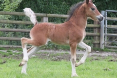 leyeswick_febie_colt02