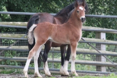 leyeswick_febie_colt03