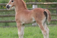 pennal_new_model_colt01