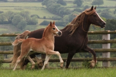 pennal_new_model_colt02