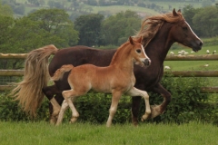 pennal_new_model_colt03