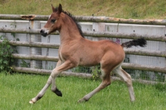 pennal_super_model_colt01