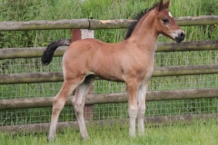 pennal_super_model_colt03