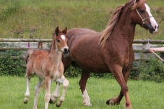 thorneyisde_lady_luck_colt03