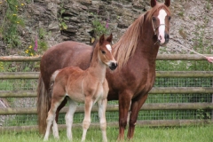 thorneyside_lady_luck_colt01