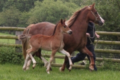thorneyside_lady_luck_colt02