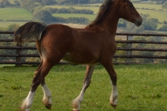 foal2015-2